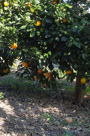 arance di sicilia, agrumi, limoni, arancia top