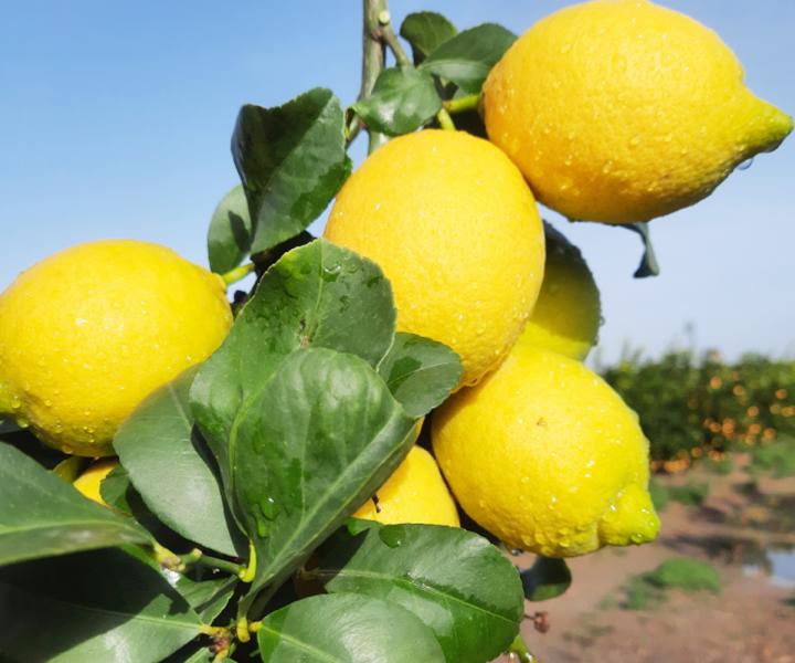 Limoni di Sicilia € 1.66 al kg