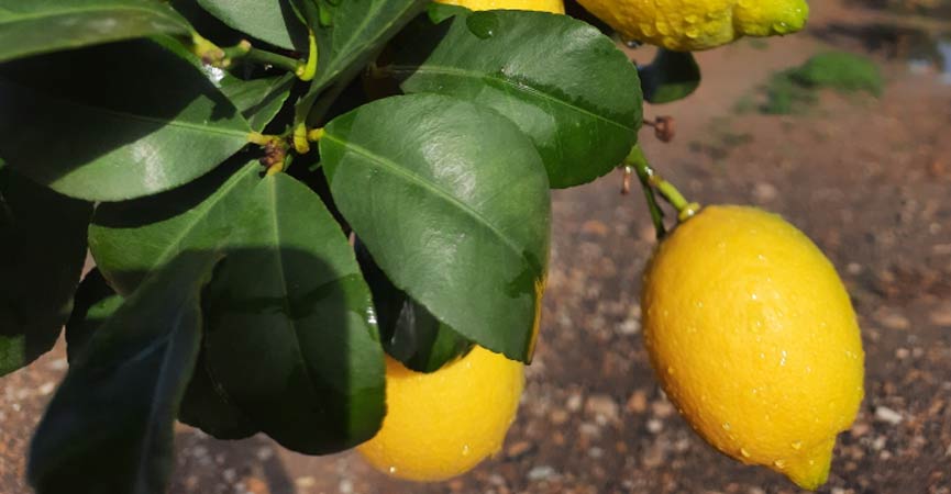 Arancia Top arance , limoni, mandarini e altro